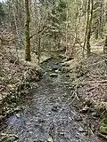 Wilder Verlauf als Gebirgsbach im Thüringer Wald