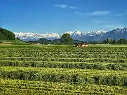 Landwirtschaft im Gürbetal in der Nähe von Toffen. Im Hintergrund die Berner Vor- und Hochalpen u.&nbsp;a. mit dem Niesen.