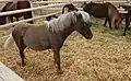 Windfarbenes Pony