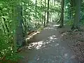 Am höchsten Punkt des Waldweges
