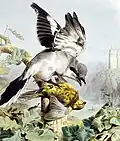 Raubwürger in Les Oiseaux Les Plus Remarquables von Traviès