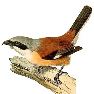 Rotbürzelwürger (Lanius gubernator)