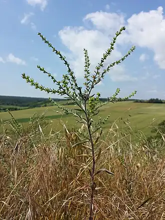 Der Kletten-Igelsame (Lappula squarrosa) tritt am Zeiserlberg auf einer Brache auf und ist in Österreich gefährdet.[10]