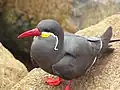 Inkaseeschwalbe