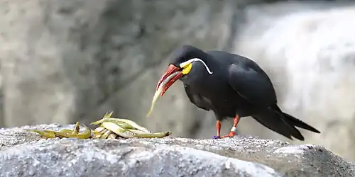 Inkaseeschwalbe