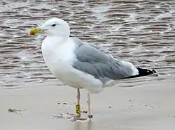 Steppenmöwe