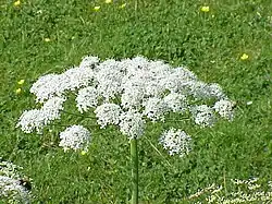 Breitblättriges Laserkraut (Laserpitium latifolium)