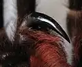 Eine Beißklaue von Lasiodora parahybana