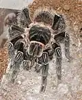 Lasiodora parahybana, fressendes Jungtier.