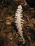 Lathraea japonica