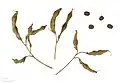 Lathyrus tuberosus – Früchte und Samen