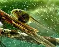 Larve (= Kaulquappe) des Laubfrosches (Hyla arborea)