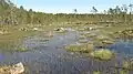 Hochmoor