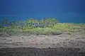 ʻAʻā-Lava in Nord-Kona mit zunehmender Vegetation in Richtung Küste