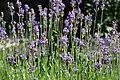 Lavendel