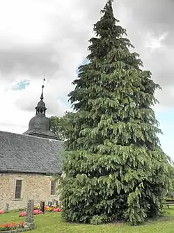 Riesen-lebensbaum