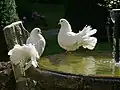 Weiße Pfautauben in der Abtei Montecassino, Italien