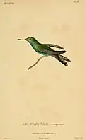 Ausgewachsener Gabelschwanz-Smaragdkolibri illustriert von Jean-Gabriel Prêtre (1768–1849) als Teil der Erstbeschreibung