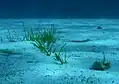 Meeresboden der Piscine di Molara