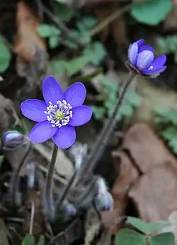 var. nobilis in Pommern