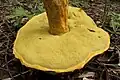 Rugiboletus extremiorientalis von unten