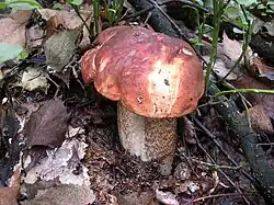 Typisch für die Laubwald-Rotkappe sind die rotbraunen Stielschuppen.