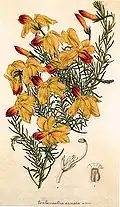 Lechenaultia linarioides