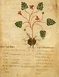 Pseudo-Apuleius Leiden 6. Jahrhundert