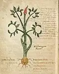 Pseudo-Apuleius Leiden, 6. Jahrhundert