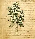 Pseudo-Apuleius Leiden 6. Jh.