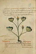 Pseudo-Apuleius, 6. Jh., Ms. Voss. Q9. Leiden