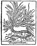 Lémery / Richter 1721