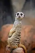 Erdmännchen (Suricata suricatta)