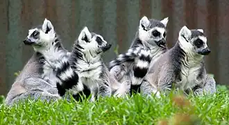 Kattas (Lemur catta)