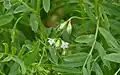 Linse (Lens culinaris)