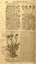 Matthioli, 1554. Italienische Übersetzung von Dioskurides De materia medica mit Leontodon (links unten mit geraden Hüllschuppen) und Taraxacum (rechts oben)