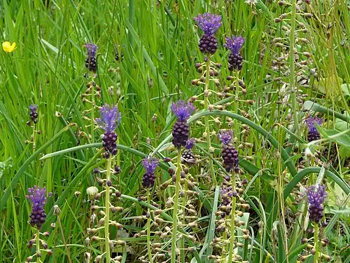 Schopfige Traubenhyazinthe (Muscari comosum)