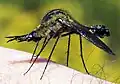 Lepidophora lepidocera