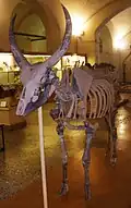 Leptobos etruscus, Archäologisches Museum Florenz