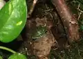 Leptopelis vermiculatus, juvenil