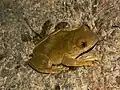 Leptopelis rufus