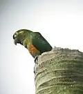 Tüpfelpapagei (Touit stictopterus)