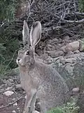 „Kaphase“ im Iran
