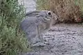 Lepus capensis arabicus