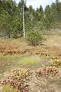 Fleischfressende Pflanzen im Hochmoor Marais des Tenasses