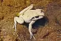 Ranoidea lesueuri (unter Wasser)
