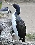 Guanokormoran
