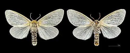 ♀