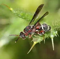 Leucospis africana