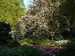 Magnolie